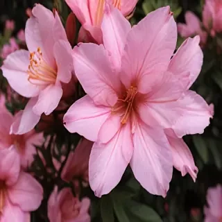 azalea flower