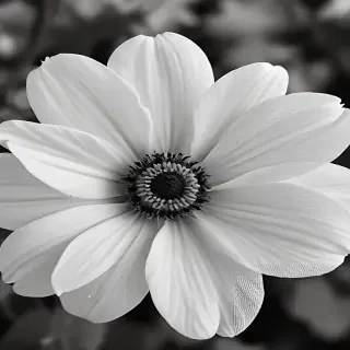 flower images black and white