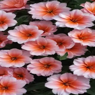 flower aesthetic wallpapers