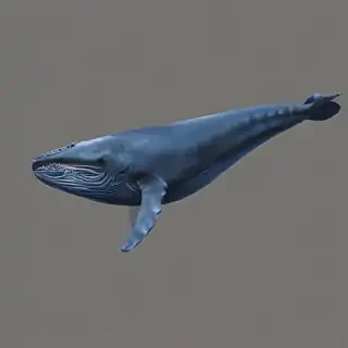 blue whale png