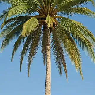 palm trees png