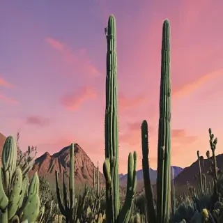 aesthetic cactus wallpaper