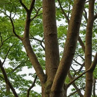png branches