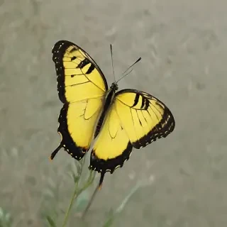yellow butterfly