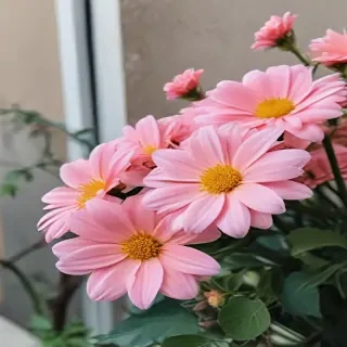 flowers aesthetic