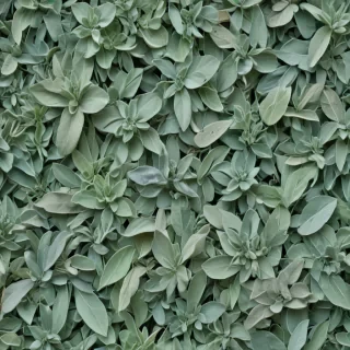 sage green aesthetic