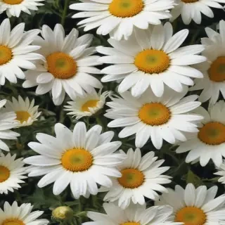 aesthetic daisy wallpaper