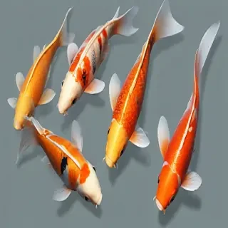 koi fish png