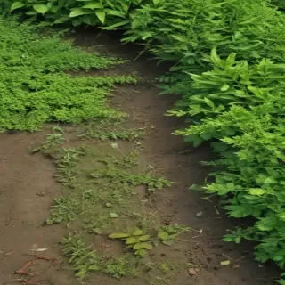 greenery border