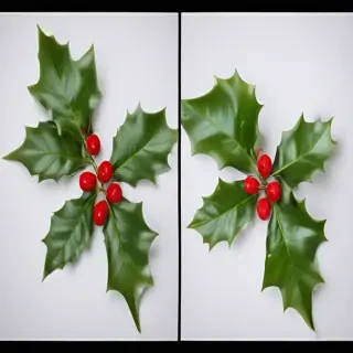 images of holly
