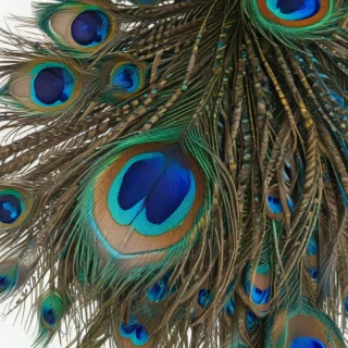 peacock feather png