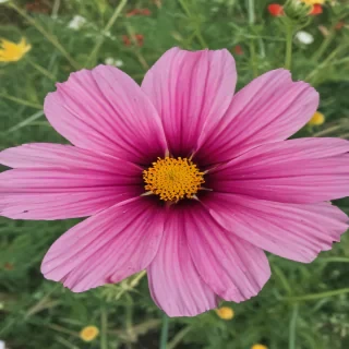 cosmos flower