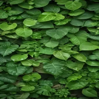 green leaves background