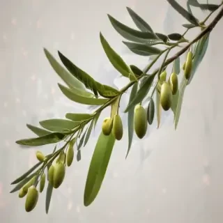 olive branch png