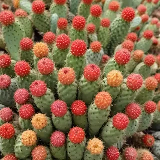 cactus fruit