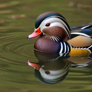 mandarin duck