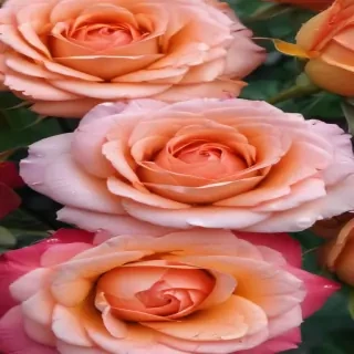 roses backgrounds