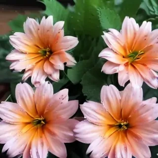 cute aesthetic flower wallpapers