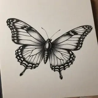 buterfly sketch