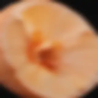 peach color bg