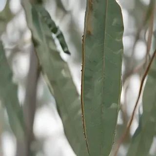 transparent eucalyptus
