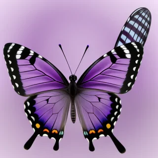 purple butterfly