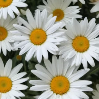 aesthetic daisy wallpaper