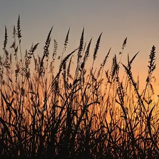 grass silhouette