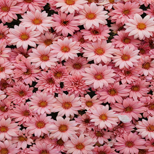 flower aesthetic backgrounds