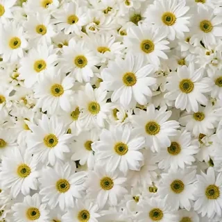 white flowers on white background