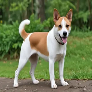 taiwan dog breed