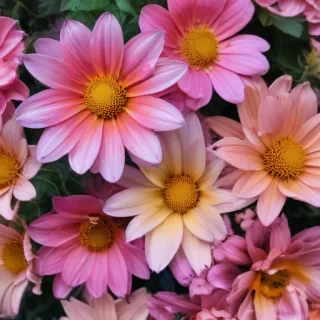summer flowers wallpaper iphone