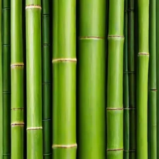 bamboo background