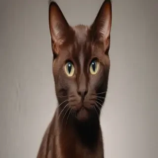 havana brown cat breed