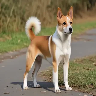 taiwan dog breed