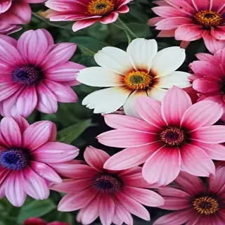flower computer wallpaper