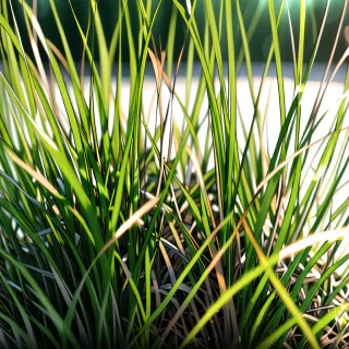transparent grass