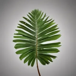 palm tree leaf png