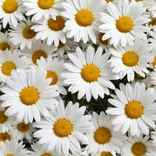 daisies png