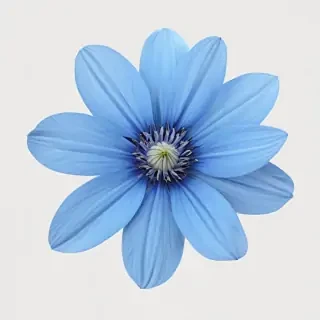 blue flower transparent