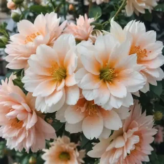 asthetic flower wallpaper
