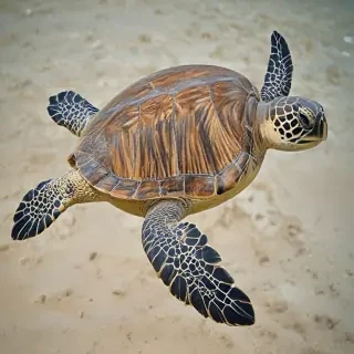 sea turtle png