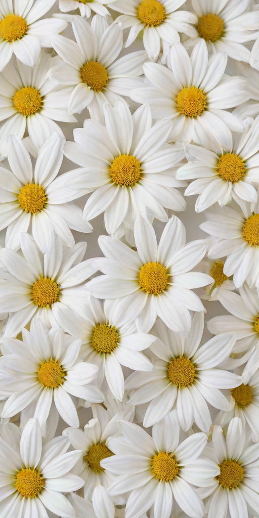 white flowers on white background