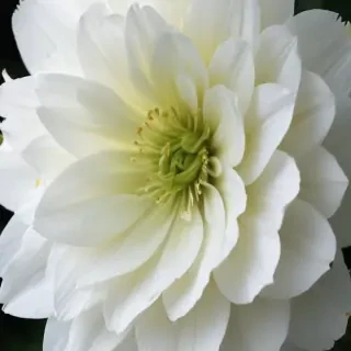 white flower wallpaper