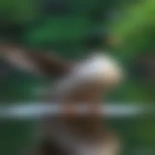 background duck