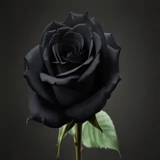 black roses png