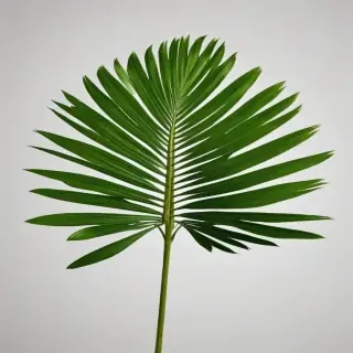 palm tree leaf png