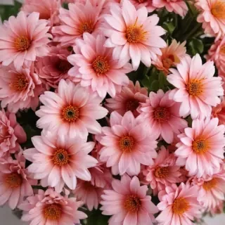 cute flower wallpapers