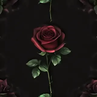 blackrose background