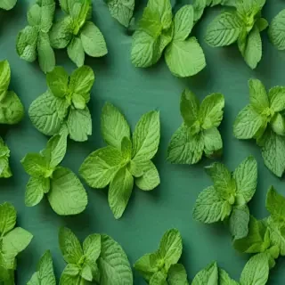 mint background